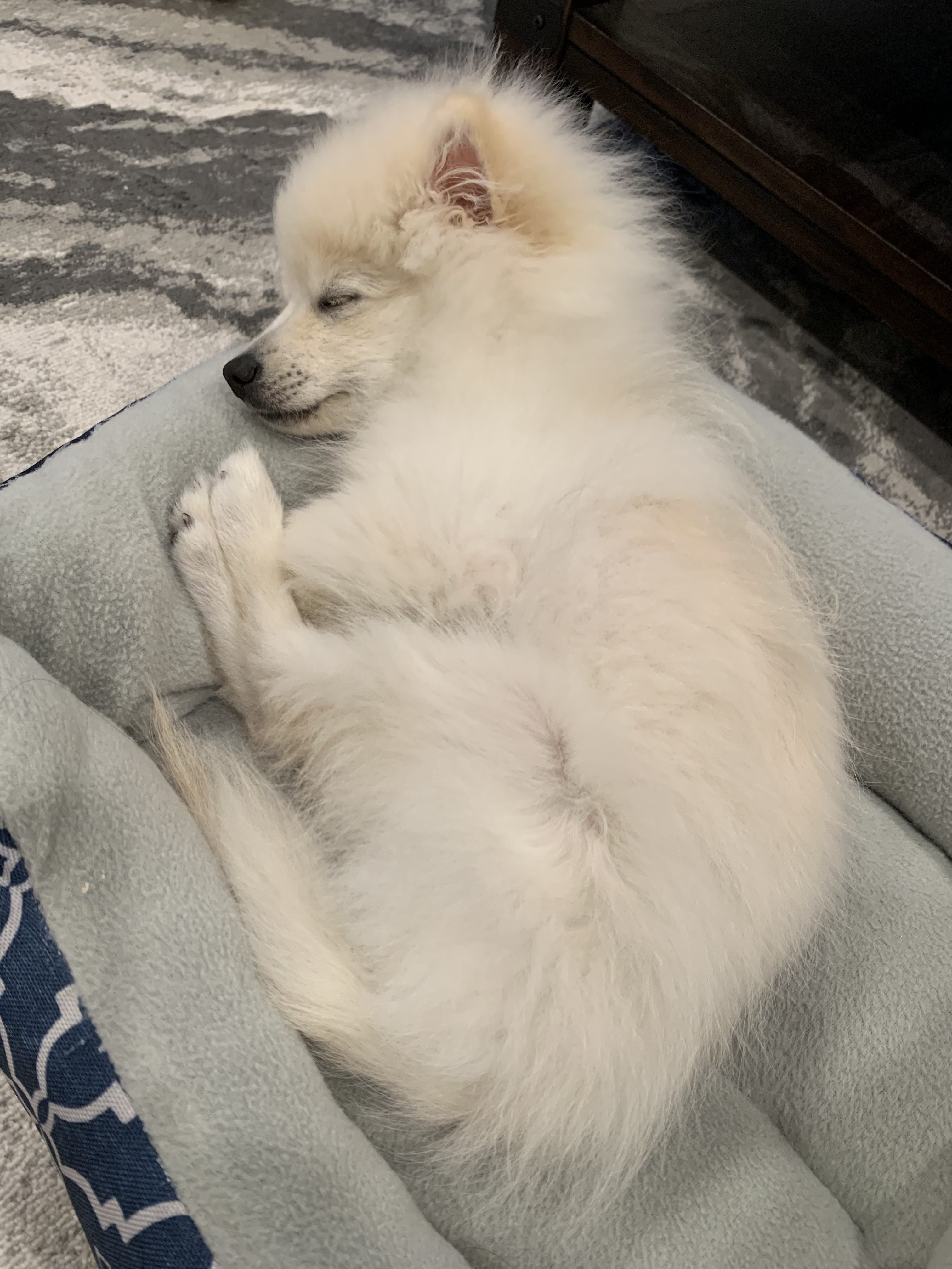 寶貝mochi加入我們全記錄（上）