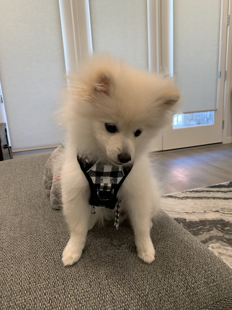 寶貝mochi加入我們全紀錄（下）